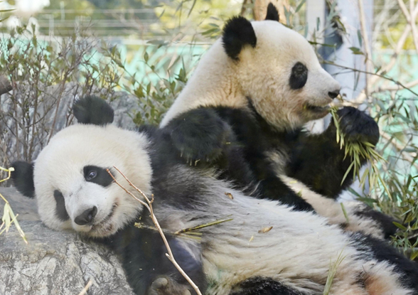 パンダ 上野 教育向け 歴史 日付指定なしの写真・画像 : 報道写真